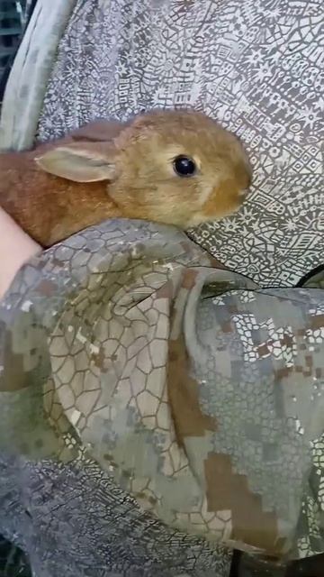 Little rabbit sits on the hands.Маленький кролик сидит на моей руке.Conejuto se sienta en Las manos смотреть онлайн
