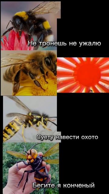 Шмель пчела оса и гигантский Японский шершень