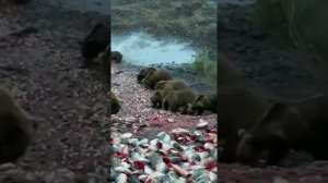 медведи едят рыбу