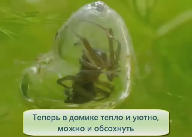 Водяной паук серебрянка. Как паук дышит под водой смотреть онлайн