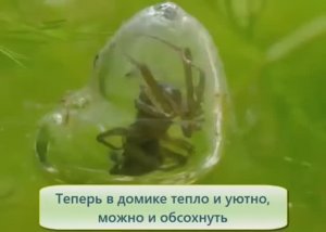 Водяной паук серебрянка. Как паук дышит под водой