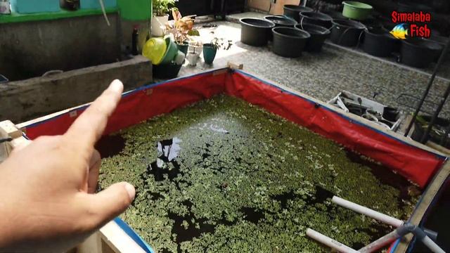 review hasil ternak kutu air moina dan daphnia dalam satu kolam terpal