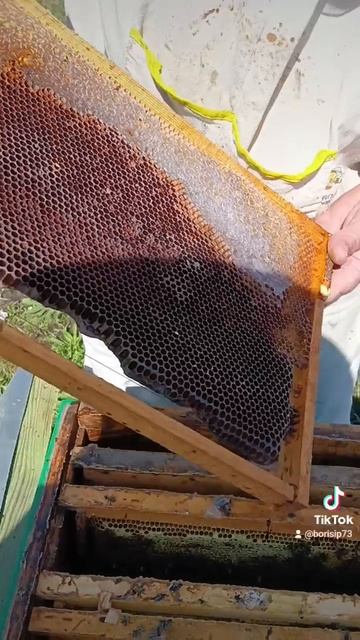 Расширение гнезда 🐝 смотреть онлайн