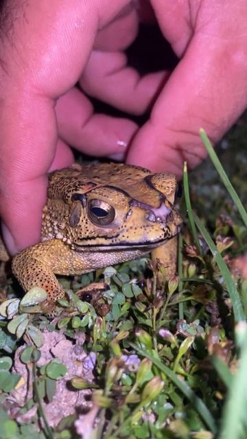 Love in the forest #toad #shorts #videos #animal #life #rainfrog #hunting #wildlife смотреть онлайн