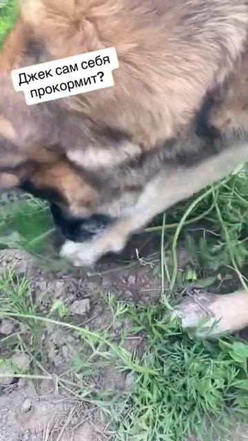 Морковь 🥕 это любовь Джека #деревенскаяжизнь #собаки #семья #dog #дом #морковка смотреть онлайн