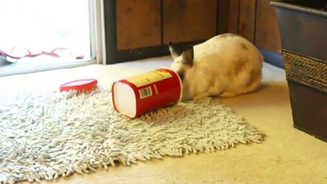 My Smart Bunny is a Raisin Addict смотреть онлайн