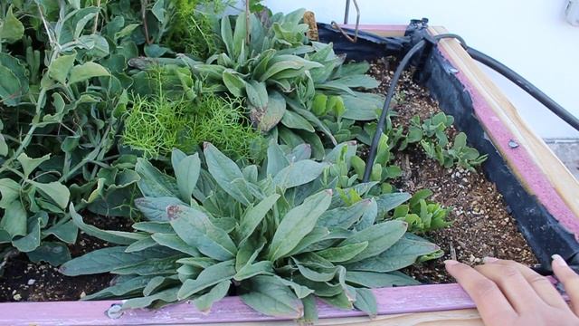 Growing Forget Me Not from Seeds with RESULTS | Year Round Cutting Garden ~ Ep 38 смотреть онлайн
