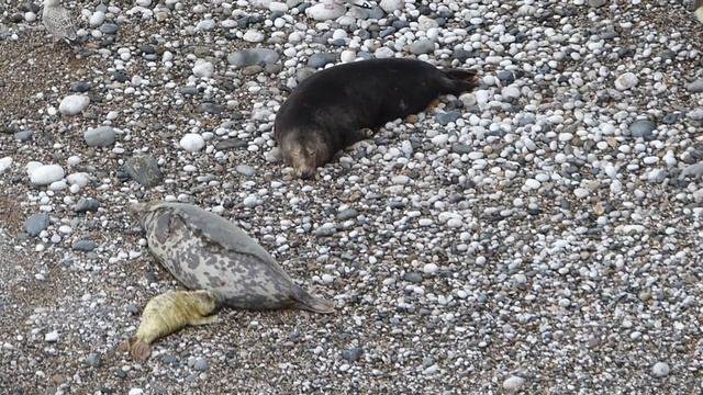 Newborn seal pup suckling for the first time смотреть онлайн