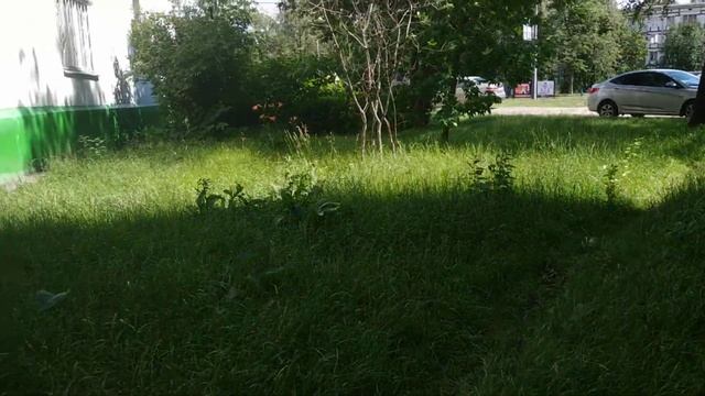 Шум города и пенье птиц. Трава у дома. смотреть онлайн