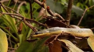 Планета Земля  Материки И Океаны  Документальный Фильм/КОСМОВИД