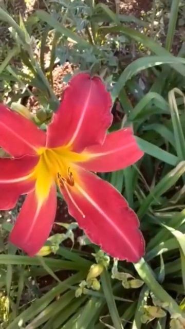 Lírio Hemerocallis Daylily смотреть онлайн