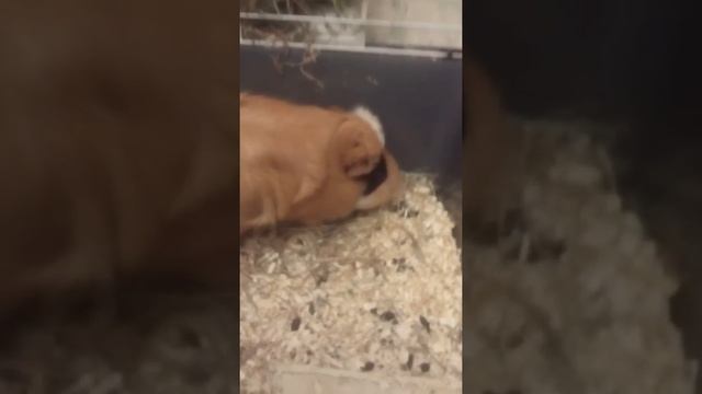 Знакомьтесь!!))) смотреть онлайн