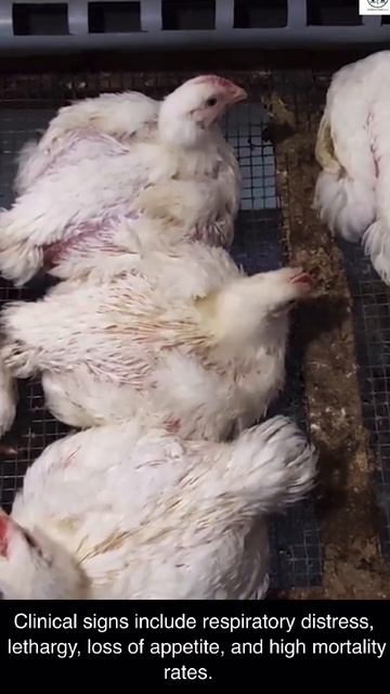 “Bird Flu 101: Essential Quick Facts for Poultry Farmers and Consumers” #birdflu #eggs смотреть онлайн