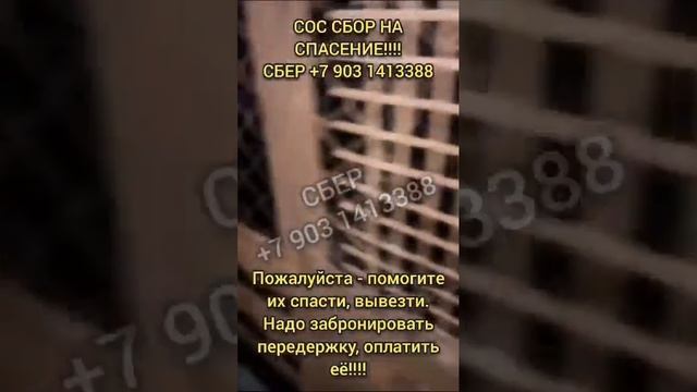 ПОМОГИТЕ 🙏СОБАК УБЬЮТ! ОТЛОВ. КАЗАХСТАН... ЕСТЬ ЩЕНКИ... ПОРОДИСТЫЕ СОБАКИ, ОВЧАРКА, АЛАБАЙ, ХАСКИ. смотреть онлайн