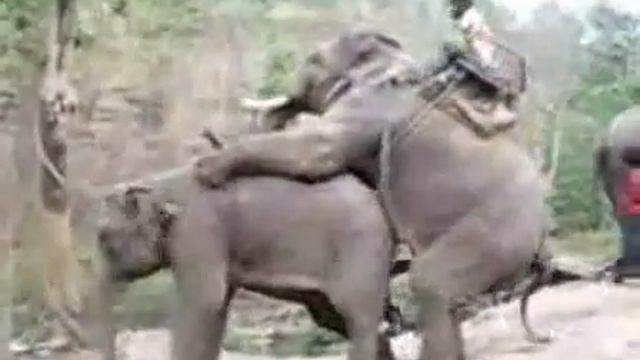 Sloni смотреть онлайн