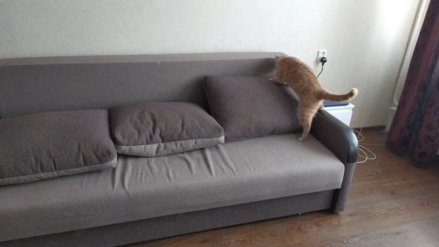 Cat sound prank / пранк кота звуком 🐱🐱🐱 смотреть онлайн