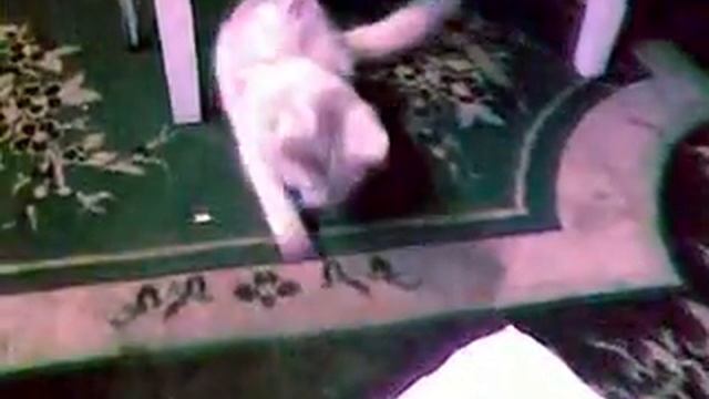 Кепка и белый лист