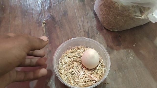 How To Make Mini Egg incubator at Home without temperature controller  for pigeons eggs