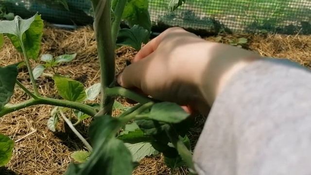 Пасинкування томатів. Формування помідорів смотреть онлайн