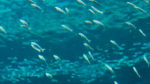 Sable antelopes axis deer jaguar leopard parakeets red panda mountain lion parrot bobcat 15903 смотреть онлайн