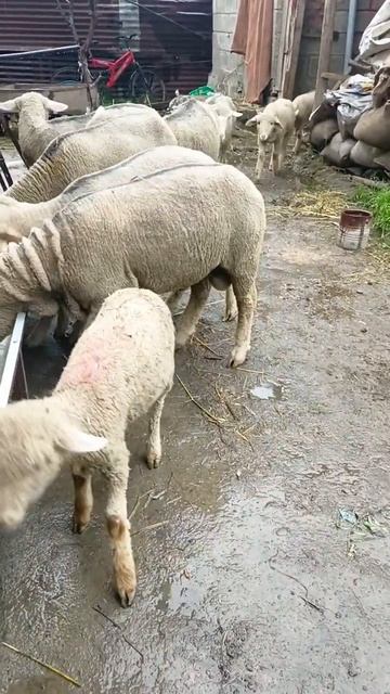#viralshorts #bakraeidspecial Merino sheep смотреть онлайн