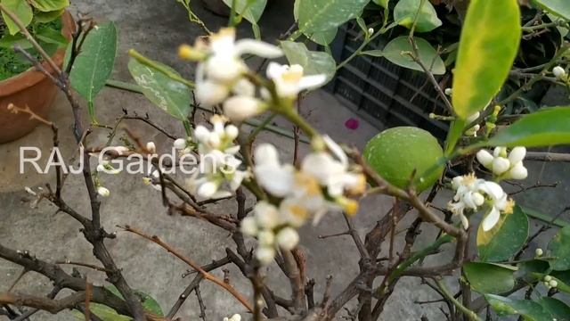 ফুল আসছে না লেবু গাছে? এই কাজগুলি করুন | Why Not Flowering Lemon Plant | How to Boost | RAJ Gardens смотреть онлайн