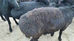 15 январ 2024 г чумабозори хочи шариф нархи моли майда ва барахои беоча