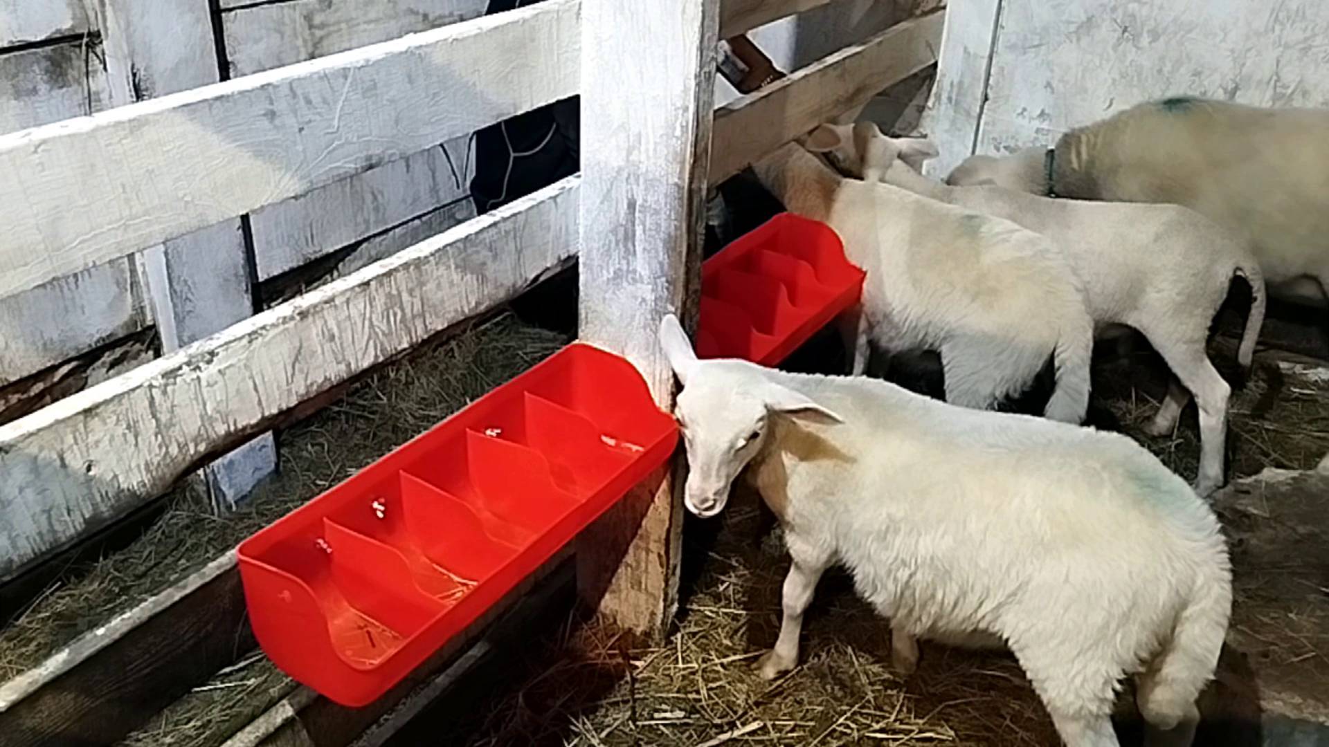 ДОЖДАЛИСЬ КОРМУШКИ 🌷ИЗ КИТАЯ🌼 НЕ ДОРОГИЕ 🪻 КАК ОКАЗАЛОСЬ ОЧЕНЬ ДАЖЕ🐐🐐🐐