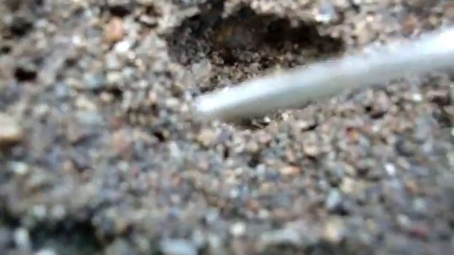 MOV01989 королева мелкого муравья смотреть онлайн