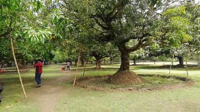 #Greenfield #Agro #Ltd #Mango #Garden #Chapainowabgonj смотреть онлайн