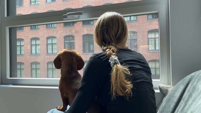 Mini dachshund's love language смотреть онлайн