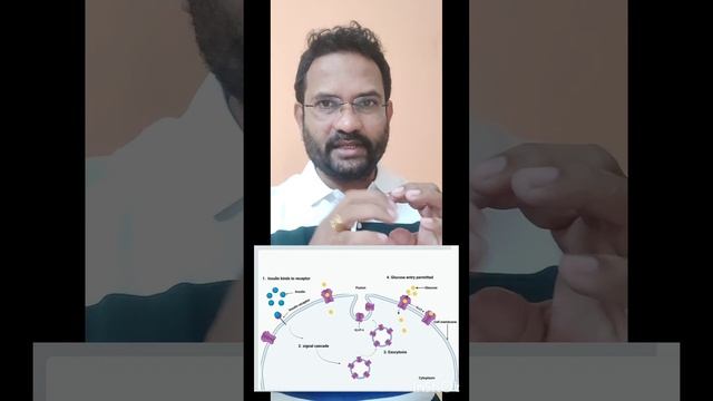 Insulin Receptor concept ( Pharmacist exam preparation) смотреть онлайн
