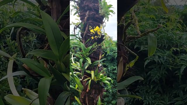 Oncidium Sweet Sugar nas palmeiras do jardim смотреть онлайн