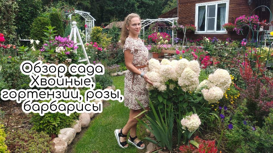 Прогулка по саду в начале августа. Хвойные, розы, гортензии, барбарисы смотреть онлайн
