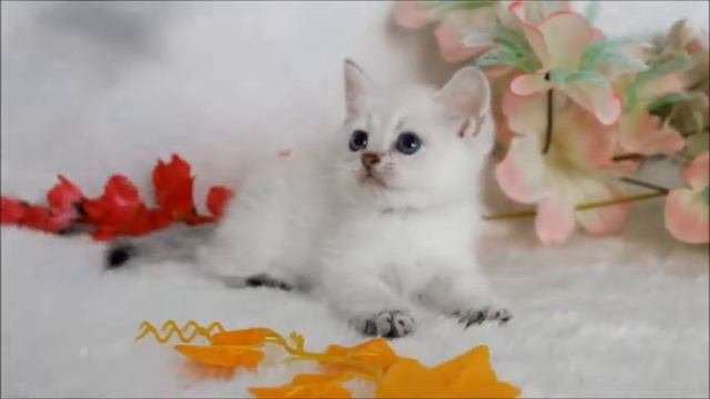 BRI Ny 112533  ZARINA