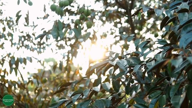 Harvest Java apple and bring it to the market to sell, the fruit is only available in Asia смотреть онлайн