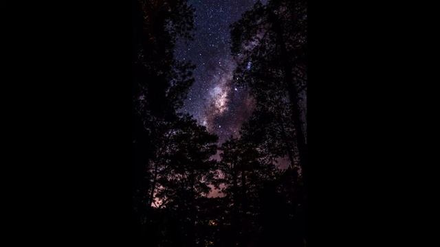 Звуки ночного леса/ Sounds Of The Night Forest