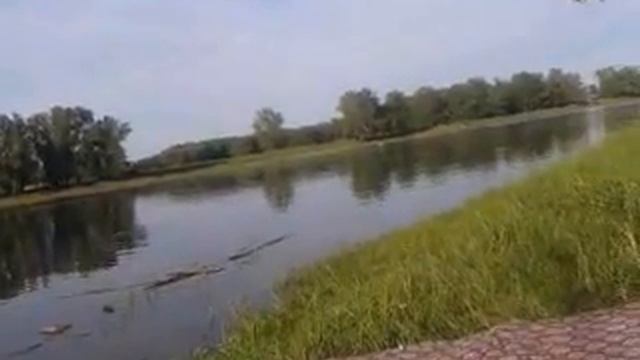 Лягушки квакают на речке смотреть онлайн