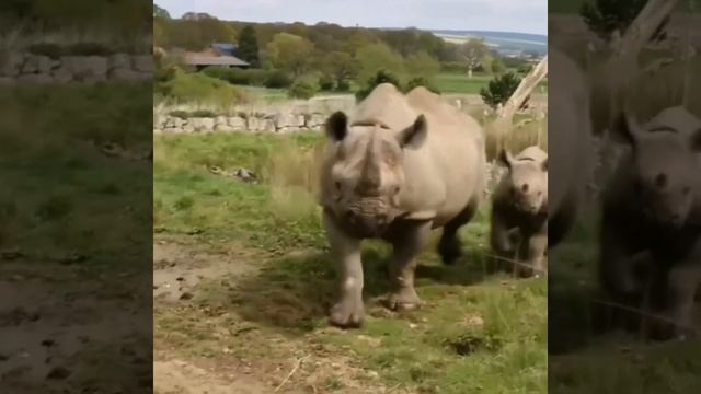Best Rhino / Best Rhino With Baby Rhino / Rhino With Baby Rhino #bestRhino#Rhinowithbabyrhino #Rhin
