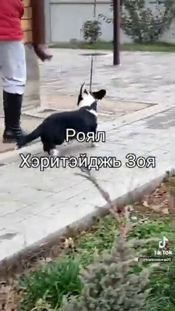 щенки вельш корги кардиган смотреть онлайн