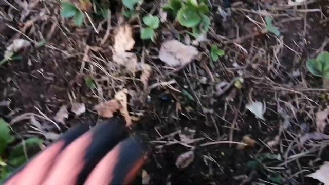Чистим, обрабатываем клубнику, землянику она же виктория! смотреть онлайн