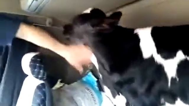 Телки дальнобойщиков смотреть онлайн