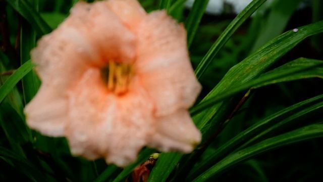 rain on a peach-colored daylily. #rain#raindrops#daylily#lonedaylily#flowers #peachcolor#rainsounds смотреть онлайн