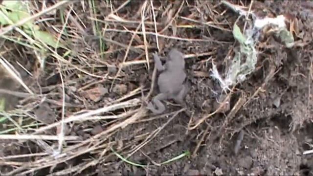 Чёрная царевна. смотреть онлайн