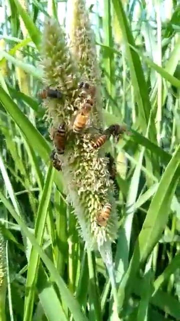 Pollination through Honeybee and Increase crop production www.beefarm.co.in смотреть онлайн