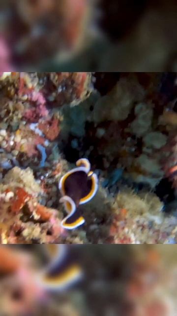 Vividly colored sea slug swims with surprising grace #shorts смотреть онлайн