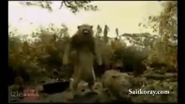 Прикол лев танцует смотреть онлайн