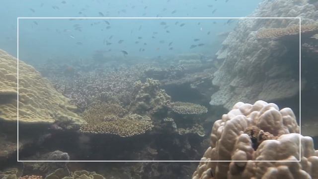 Scuba Diving in Con Dao - Vietnam смотреть онлайн