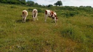 Выгодно ли держать бычков на откорм?