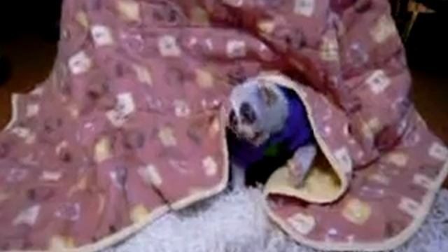 Лемурчик смотреть онлайн